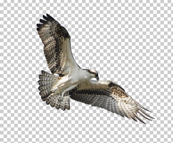 Bird Of Prey Flight Osprey Wing PNG, Clipart, Accipitriformes, Animals, Beak, Bell Boeing V22 Osprey, Bird Free PNG Download