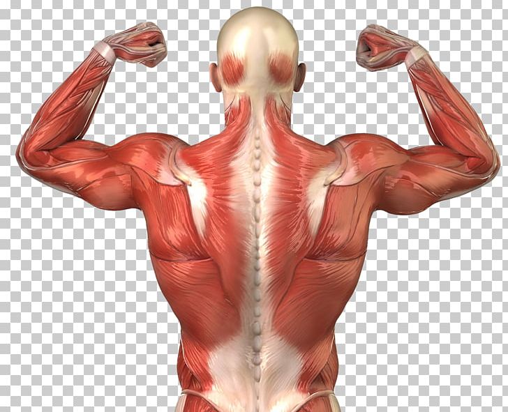 Back Muscle Diagram Unlabeled Human Muscles Graph Diagram Upper