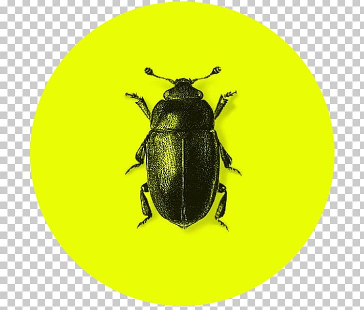 Meligethes Aeneus Pollen Beetle Bee Pollen PNG, Clipart, Amphibian, Animals, Arthropod, Bee Pollen, Beetle Free PNG Download