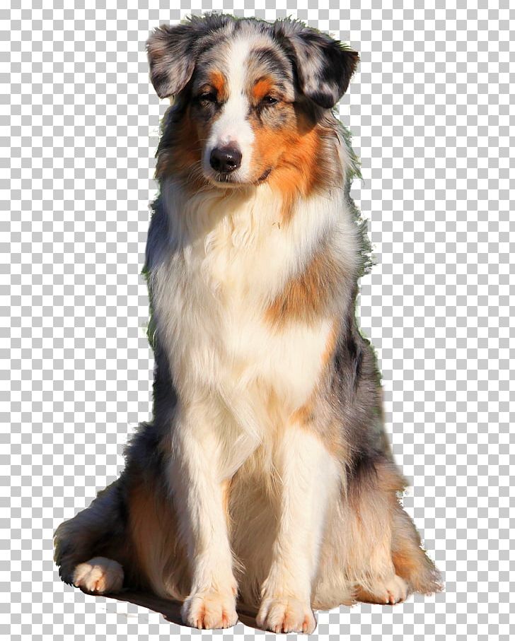 Australian Shepherd Dog Breed Miniature American Shepherd English Shepherd Companion Dog PNG, Clipart, Aretus, Australian Shepherd, Breed, Breeder, Carnivoran Free PNG Download