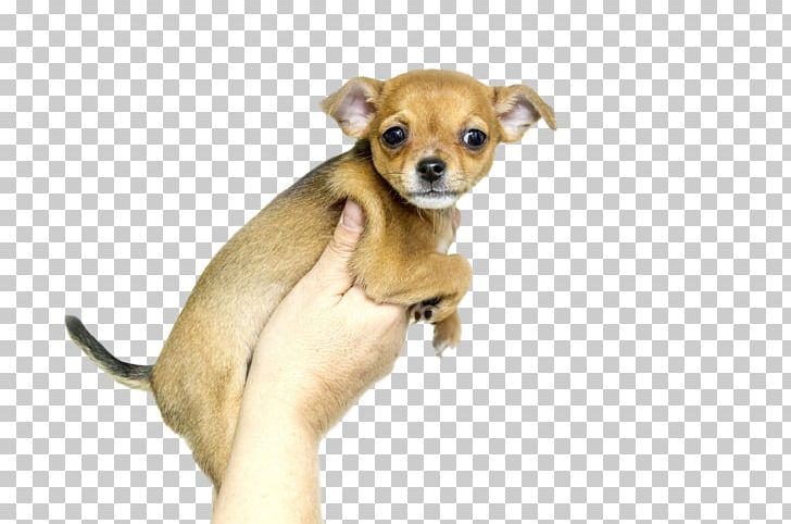 Chihuahua Puppy Labrador Retriever Dog Breed Microchip Implant PNG, Clipart, Animal, Animals, Breed, Carnivoran, Chihuahua Free PNG Download