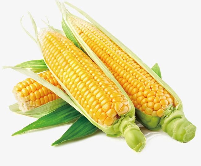 Corn PNG, Clipart, Cob, Corn, Corn Clipart, Fresh, Fresh Corn Free PNG Download