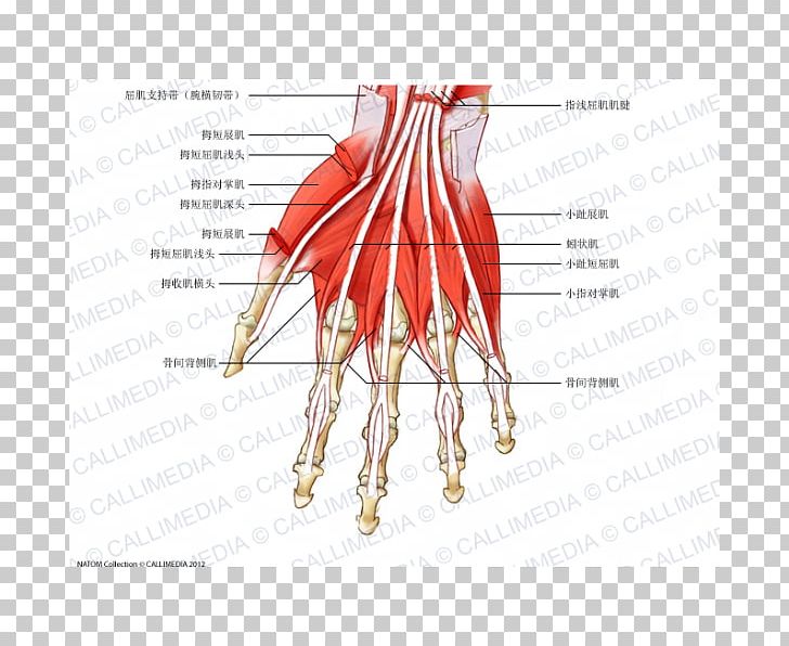 Finger Muscle Dorsal Interossei Of The Hand Muscular System PNG, Clipart, Anatomy, Arm, Blood Vessel, Dorsal Interossei Of The Hand, Finger Free PNG Download