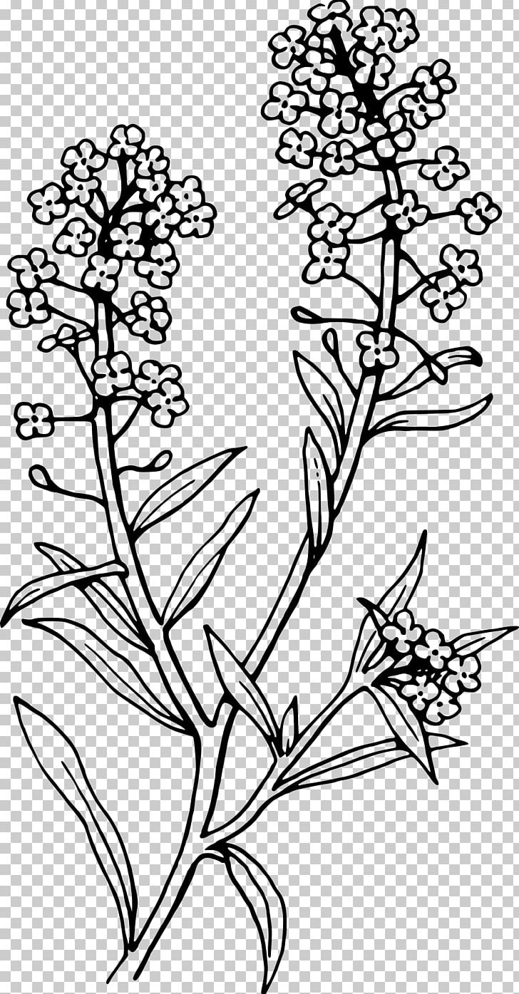 Lobularia Maritima Tattoo Alisons Flower PNG, Clipart, Art, Black, Blackandgray, Black And White, Blume Free PNG Download