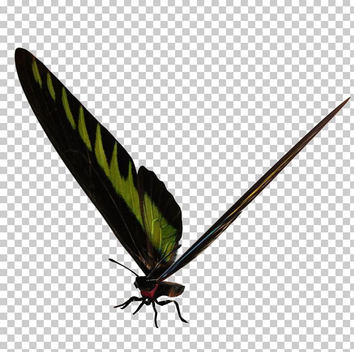 Moth Insect PNG, Clipart, Animals, Arthropod, Butterfly, Fly, Insect Free PNG Download