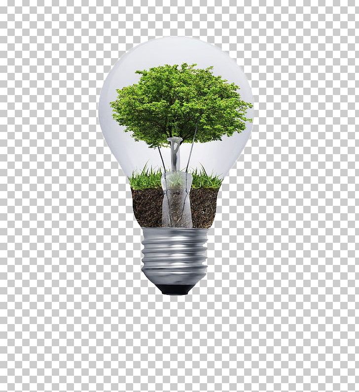 Natural Environment Environmental Degradation Environmental Consulting Sustainability Incandescent Light Bulb PNG, Clipart, Big, Big Tree, Biodiversity, Bulb, Christmas Lights Free PNG Download
