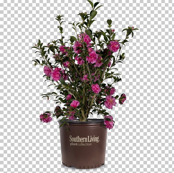 Cut Flowers Fuchsia Magenta Shrub Houseplant PNG, Clipart, Artificial Flower, Camellia, Color, Cut Flowers, Floral Design Free PNG Download