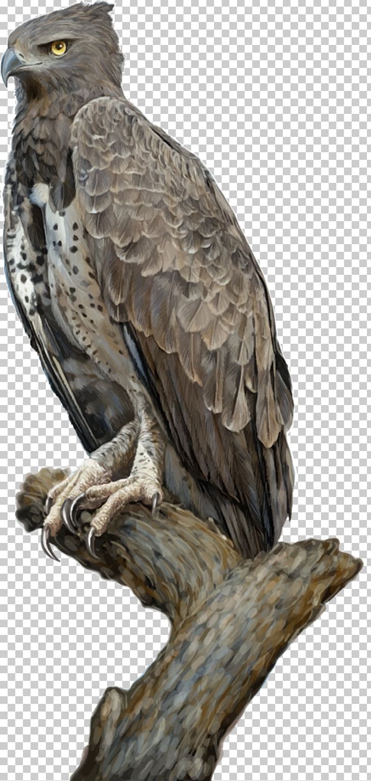 Eagle Drawing PNG, Clipart, Accipitriformes, Animals, Beak, Bird, Bird Of Prey Free PNG Download