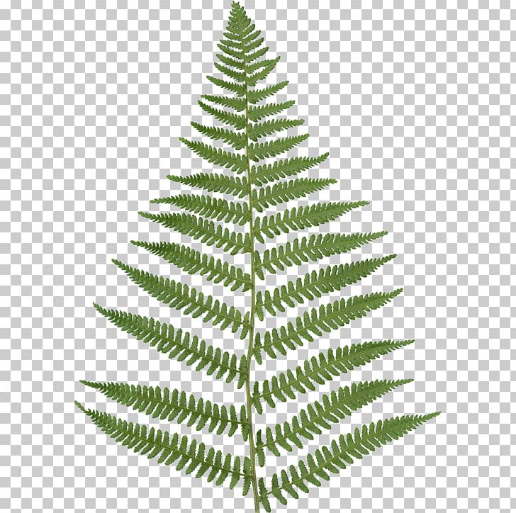 Fern Leaf Embryophyta Frond PNG, Clipart, Alpha Compositing, Asplenium Nidus, Christmas Decoration, Christmas Ornament, Christmas Tree Free PNG Download