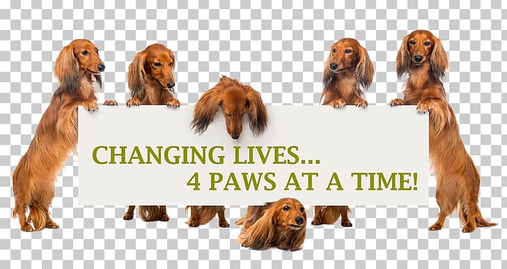 Irish Setter Sussex Spaniel Dachshund Dog Breed Companion Dog PNG, Clipart, Animal, Breed, Carnivoran, Companion Dog, Dachshund Free PNG Download