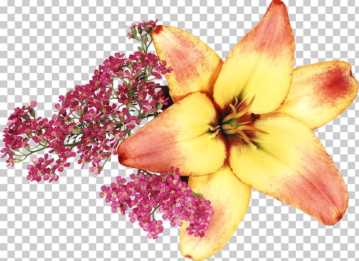 Lilium Brownii Drawing PNG, Clipart, Blossom, Cari, Cut Flowers, Download, Drawing Free PNG Download