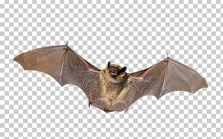 Little Brown Bat Mammal Animal Nocturnality PNG, Clipart, Animal, Animal Control And Welfare Service, Animals, Bat, Bat Wing Development Free PNG Download
