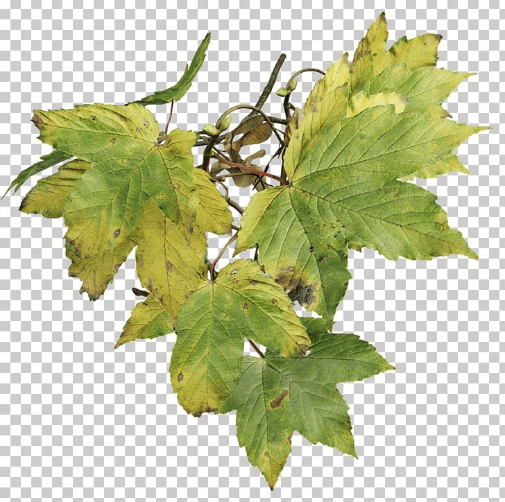 Sycamore Maple Plane Trees Plant Bark PNG, Clipart, 3d Computer Graphics, Bark, Branch, Color, Grape Leaves Free PNG Download