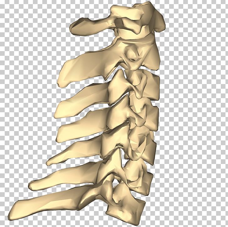 Cervical Vertebrae Spinal Nerve Vertebral Column Thoracic Vertebrae Atlas PNG, Clipart, Anatomy, Atlas, Bone, Cervical Spine Disorder, Cervical Vertebrae Free PNG Download