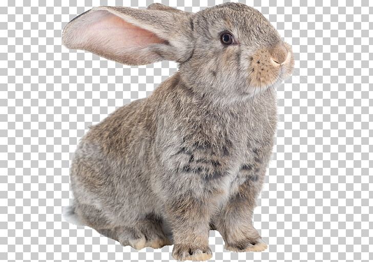 Domestic Rabbit Flemish Giant Rabbit Hare Dog Angora Rabbit PNG, Clipart, Angora Rabbit, Animal, Animal Rescue Group, Animals, Animal Welfare Free PNG Download