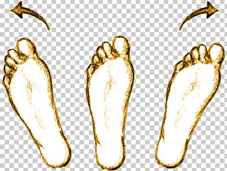 Foot Abducció Anatomy Transverse Plane Eversion PNG, Clipart, Anatomy, Ankle, Body Jewelry, Coronal Plane, Dorsum Free PNG Download