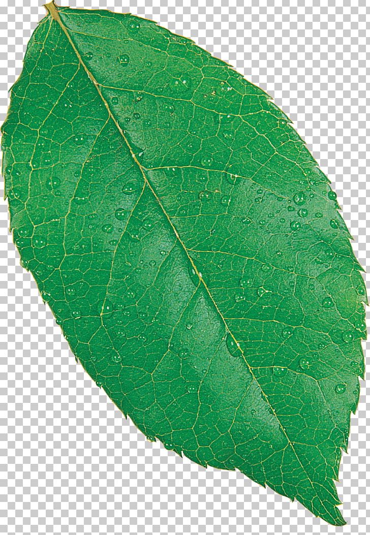 Maple Leaf Fagus Grandifolia European Beech Autumn Leaf Color PNG, Clipart, Autumn Leaf Color, Beech, Broadleaved Tree, Deciduous, European Beech Free PNG Download