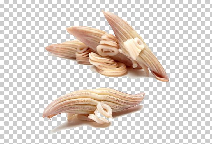 Oegopsina PNG, Clipart, Aquatic, Aquatic Claw Squid, Argentine Squid Juice Claw, Claw, Designer Free PNG Download