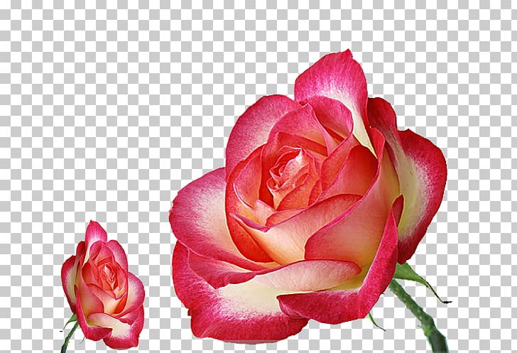 Pink Garden Roses Flower PNG, Clipart, Beach Rose, China Rose, Color, Computer Wallpaper, Creative Artwork Free PNG Download