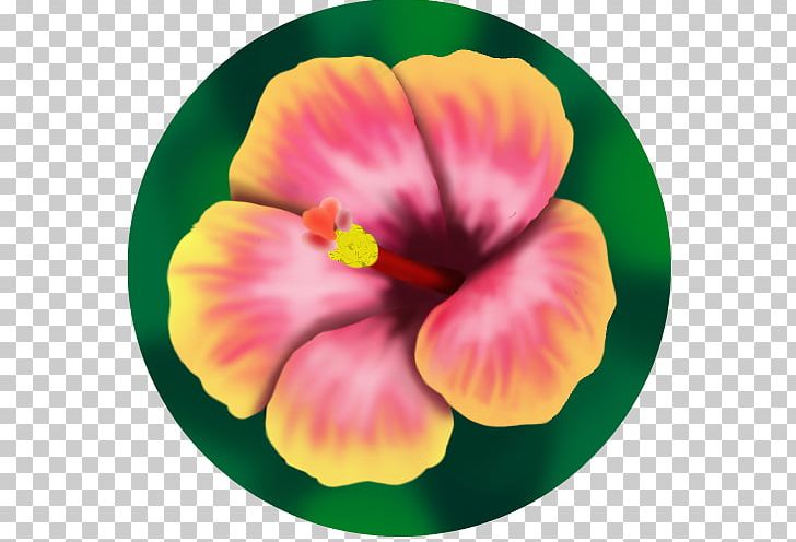 Rosemallows Pansy Annual Plant PNG, Clipart,  Free PNG Download