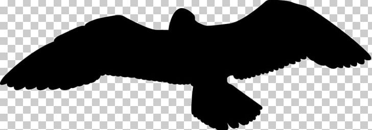 Wikimedia Commons Wikimedia Foundation Bat Creative Commons Share-alike PNG, Clipart, Angle, Bat, Beak, Bird, Bird Of Prey Free PNG Download