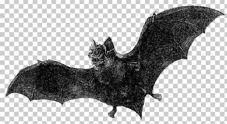 Dracula Bat Vintage Clothing Book PNG, Clipart, Animals, Antique, Author, Bat, Black And White Free PNG Download