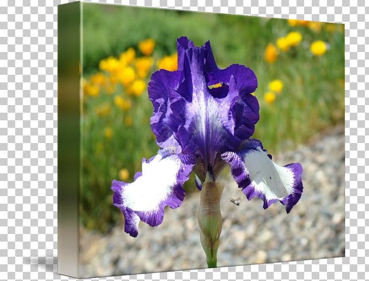 Northern Blue Flag Iris Flower Data Set Bulb Violet PNG, Clipart, Blue, Bulb, Flora, Flower, Flowering Plant Free PNG Download