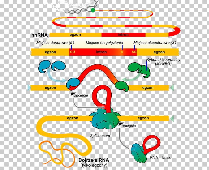 RNA Splicing Gene Small Nuclear RNA Transfer RNA PNG, Clipart, Alternative Splicing, Angle, Area, Biochemistry, Circle Free PNG Download