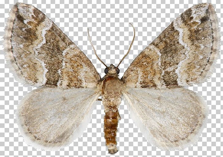 Silkworm Brown House Moth Brush-footed Butterflies Gossamer-winged Butterflies Butterfly PNG, Clipart, Arthropod, Bombycidae, Bombyx, Bombyx Mori, Brown House Moth Free PNG Download