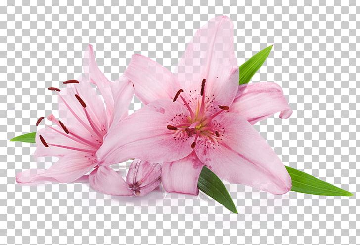 Flower Lilium 'Stargazer' Stock Photography Free Tiger Lily PNG, Clipart, Arumlily, Blossom, Calla Lily, Cut Flowers, Flor Free PNG Download