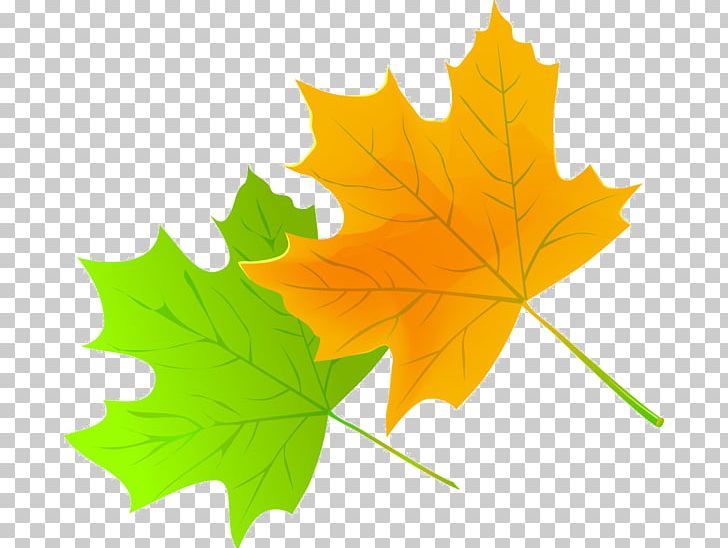 Maple Leaf PNG, Clipart, Black And White, Cartoon, Green, Leaf, Maple Free PNG Download
