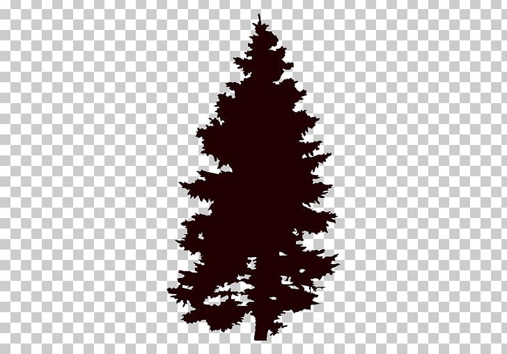 Tree Pine PNG, Clipart, Christmas Decoration, Christmas Ornament, Christmas Tree, Conifer, Conifers Free PNG Download