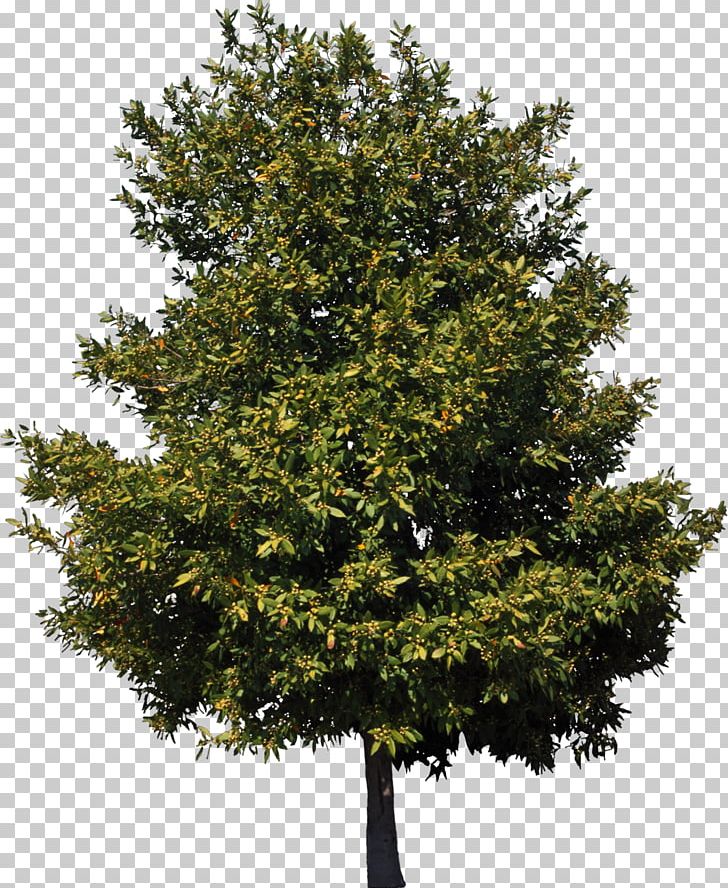 american tree clipart