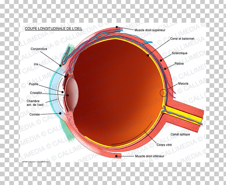 Human Eye Conjunctiva Anatomy Sagittal Plane PNG, Clipart, Anatomy, Circle, Conjunctiva, Cornea, Diagram Free PNG Download