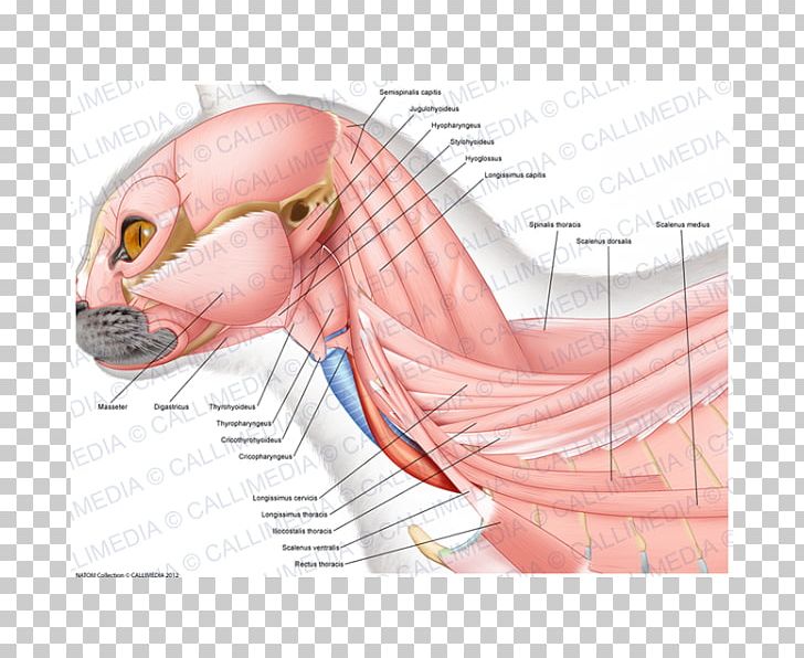 Ischiocavernosus Muscle Neck Thumb Anatomy PNG, Clipart, Anatomi, Anatomy, Arm, Art, Boyun Free PNG Download