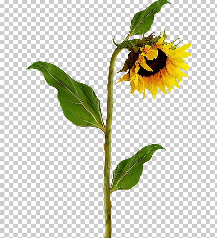 Common Sunflower Photography PNG, Clipart, Albom, Clip Art, Common Sunflower, Daisy Family, Flora Free PNG Download
