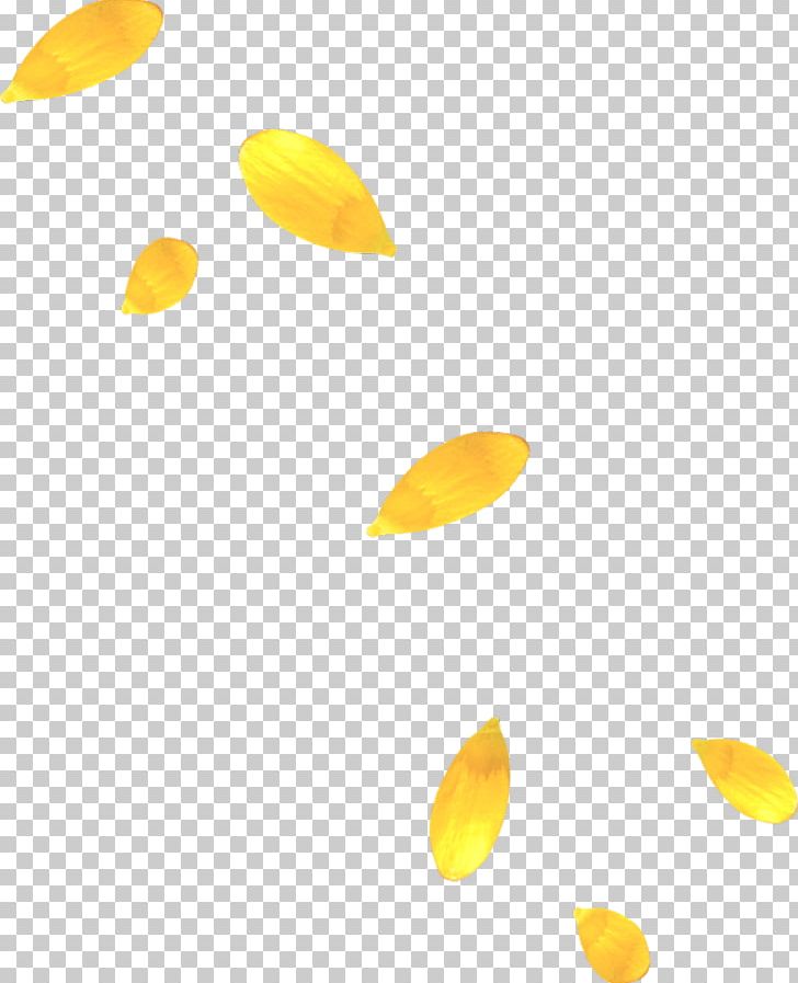 Petal Yellow PNG, Clipart, Adobe Illustrator, Autumn Leaves, Color, Download, Encapsulated Postscript Free PNG Download