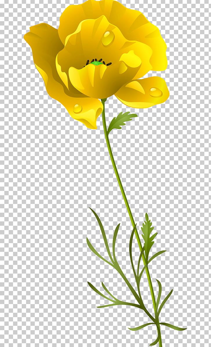 Cut Flowers Opium Poppy Petal PNG, Clipart, Annual Plant, Chrysanthemum, Cicek, Cicek Resimleri, Cut Flowers Free PNG Download