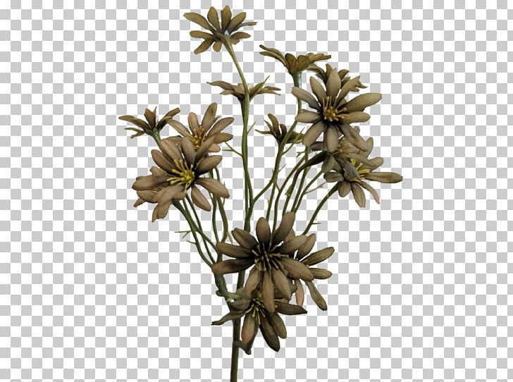 Sea Aster Flower Plant Stem Transvaal Daisy Daisy Family PNG, Clipart, Anemone, Artificial Flower, Aster, Branch, Daisy Family Free PNG Download