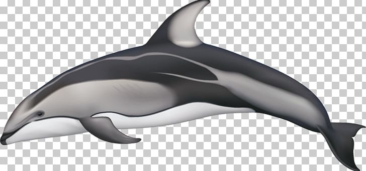 White-beaked Dolphin Spotted Dolphins Pacific White-sided Dolphin Hourglass Dolphin Atlantic White-sided Dolphin PNG, Clipart, Cetacea, Killer Whale, Mammal, Marine Biology, Marine Mammal Free PNG Download