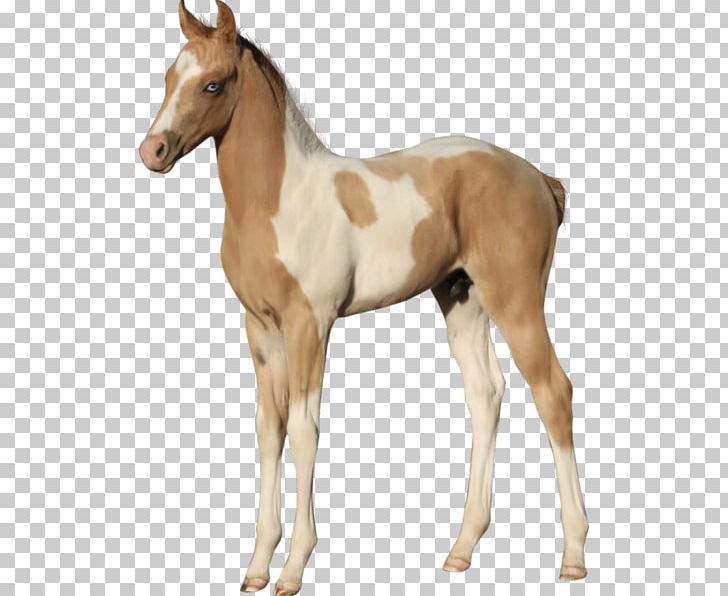 Foal American Paint Horse Mustang Stallion Colt PNG, Clipart, American Paint Horse, Animal Figure, Art, Blue, Blue Eye Free PNG Download