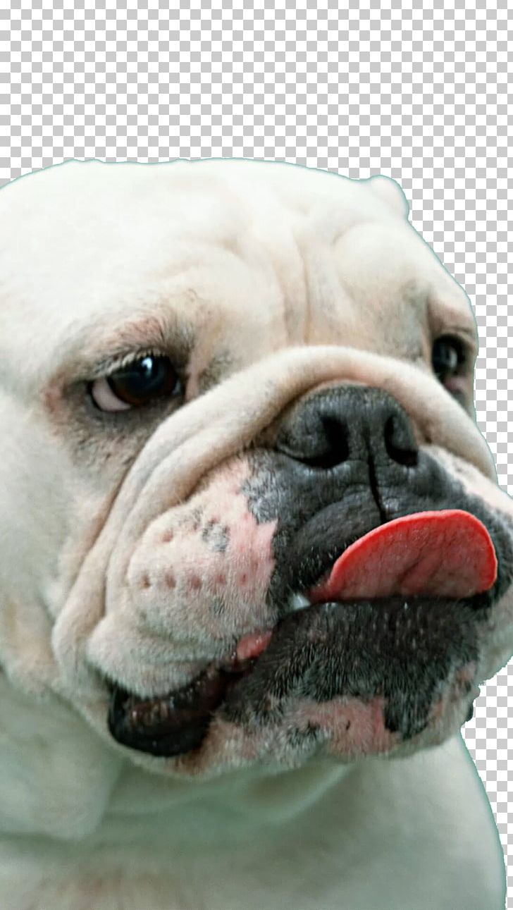 French Bulldog Boxer White English Bulldog American Bulldog PNG, Clipart, Animal, Big Ben, Big Sale, Big Stone, Bulldog Free PNG Download