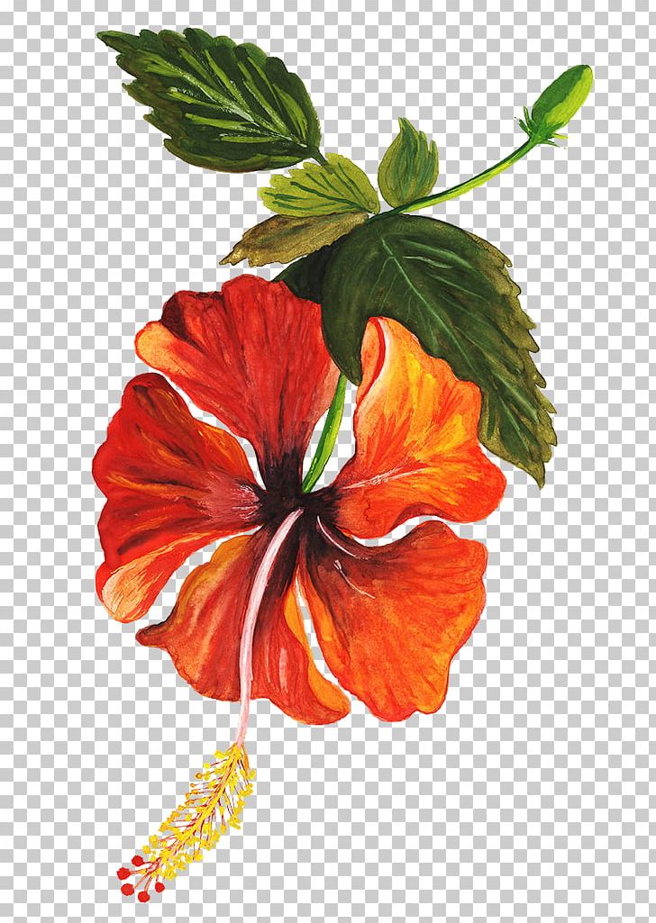 Shoeblackplant Flower Drawing Art PNG, Clipart, Annual Plant