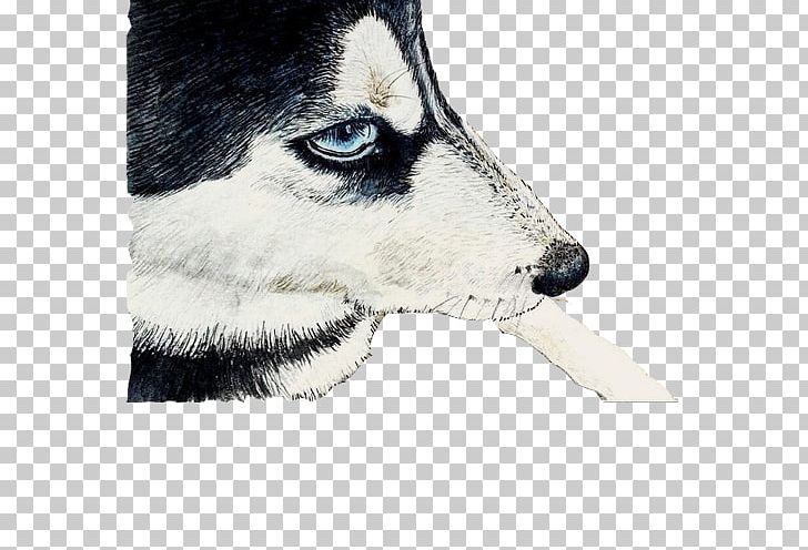 Siberian Husky Alaskan Malamute Sakhalin Husky Canadian Eskimo Dog Alaskan Klee Kai PNG, Clipart, Animal, Animals, Black, Blue, Carnivoran Free PNG Download