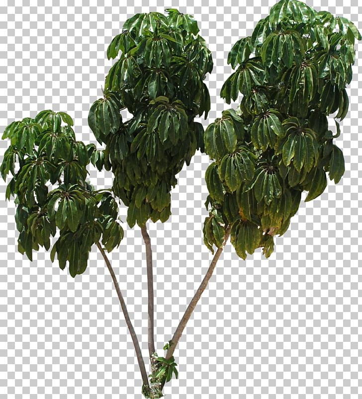 Tree Texture Mapping Schefflera Arboricola PNG, Clipart, 3d Computer Graphics, Bit, Branch, Digital Media, Flora Free PNG Download