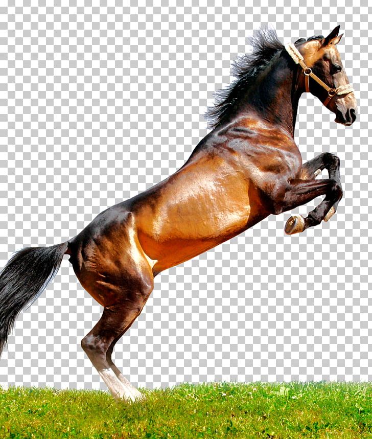 Arabian Horse Peruvian Paso Thoroughbred Mustang Stallion PNG, Clipart, Animals, Arabian Horse, Bit, Bridle, English Riding Free PNG Download