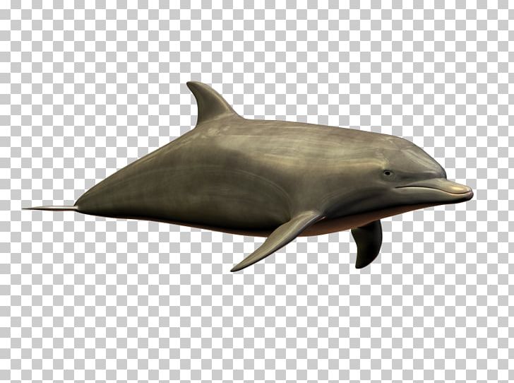 Common Bottlenose Dolphin Short-beaked Common Dolphin Tucuxi Rough-toothed Dolphin PNG, Clipart, Common Bottlenose Dolphin, Computer Network, Download, Fauna, Fin Free PNG Download
