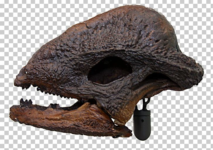 Dinosaur Museum Stegoceras Pachycephalosaurus Late Cretaceous Skull PNG, Clipart, Arsinoitherium Zitteli, Bipedalism, Cretaceous, Dinosaur, Dinosaur Museum Free PNG Download