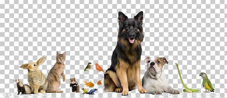 Dog Cat Pet Sitting Pet Shop PNG, Clipart, 3d Animation, Animal, Animals, Animation, Anime Character Free PNG Download