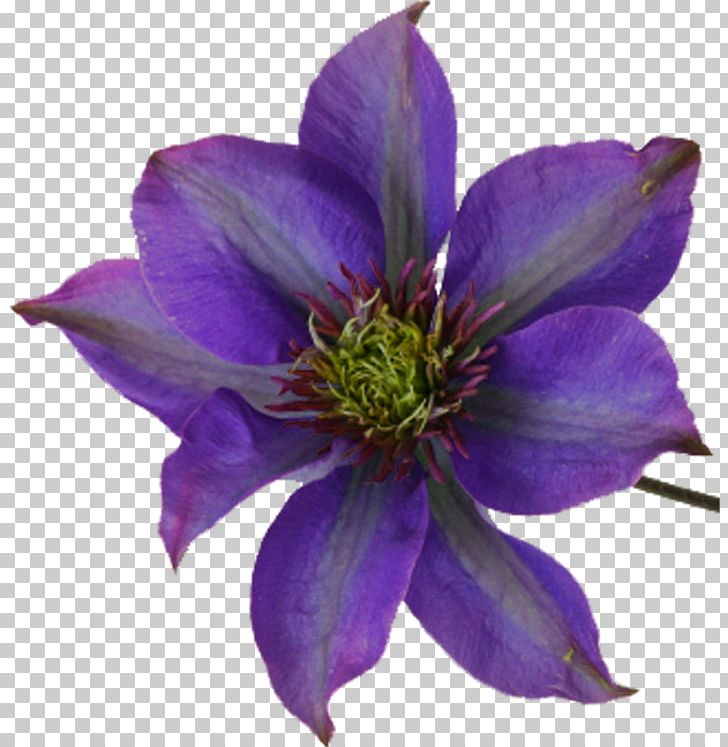 Leather Flower PNG, Clipart, Blue, Clematis, Flower, Flowering Plant, Flowers Free PNG Download